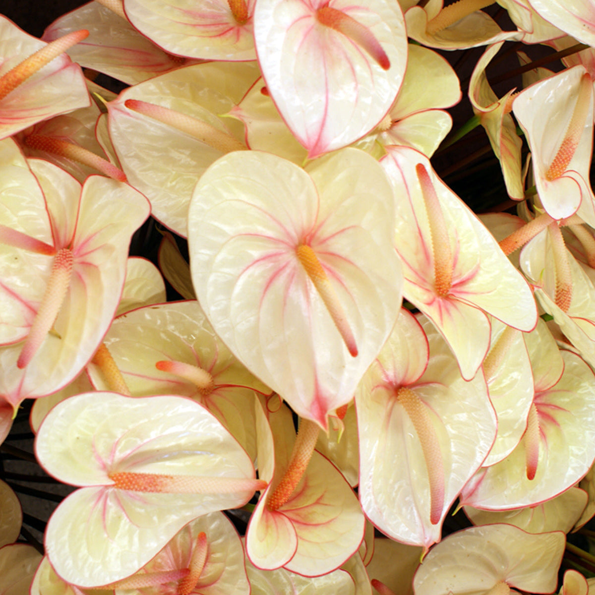 anthurium alero Anthuriums Lime Light (USA Grown) / wholesale anthuriums Midori – 48LongStems.com