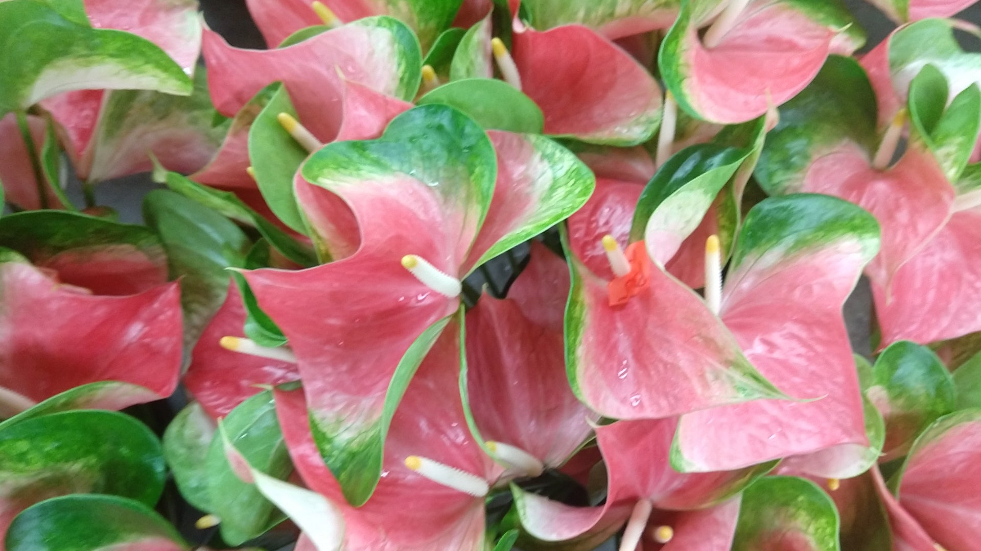 obake anthurium Anthuriums Pink Butterfly OBake (USA Grown)