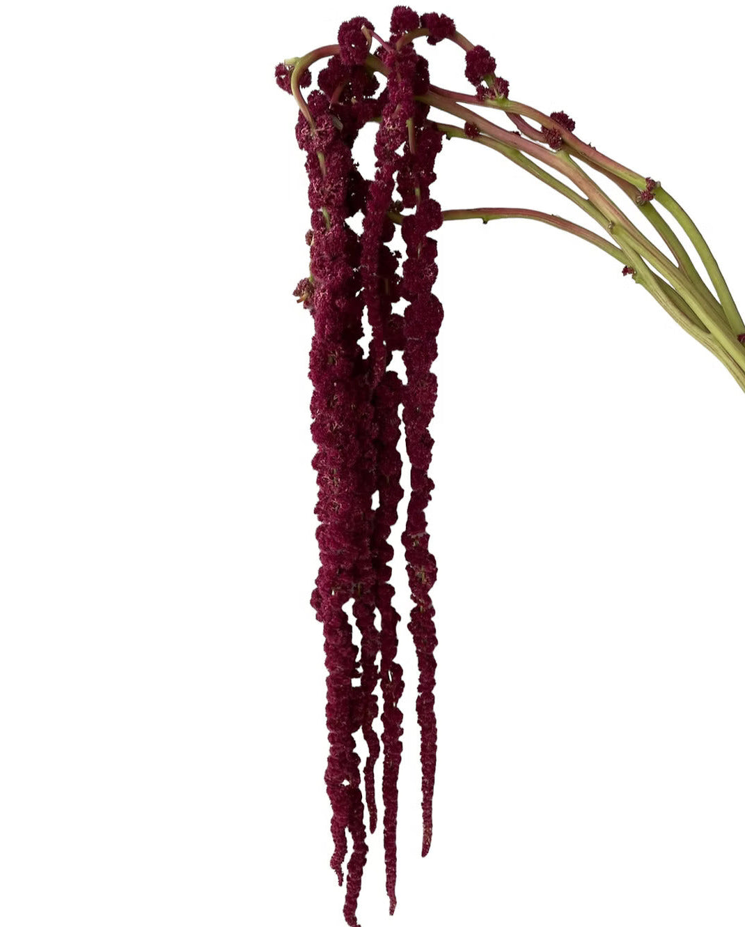 Red Hanging Amaranthus / Wholesale Amaranthus – 48LongStems.com
