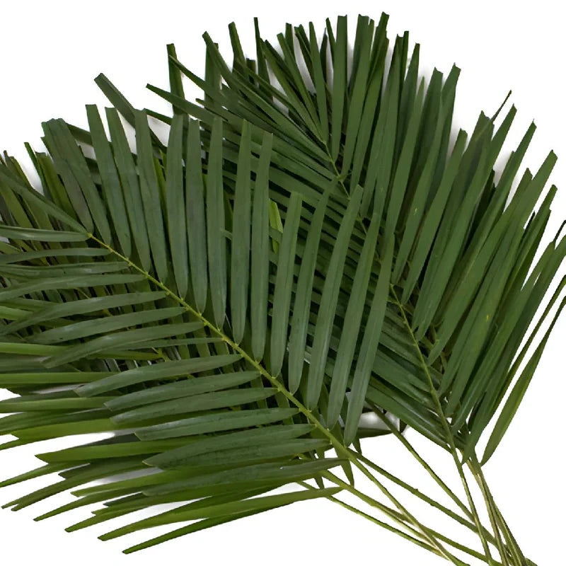 palm leaves plant Robellini Palm Leaves – 48LongStems.com