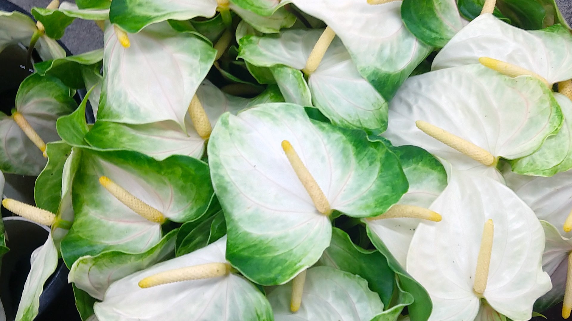 anthurium plants for sale near me Anthuriums Tropic Ice (USA Grown) / wholesale anthuriums Tropic Ice – 48LongStems.com