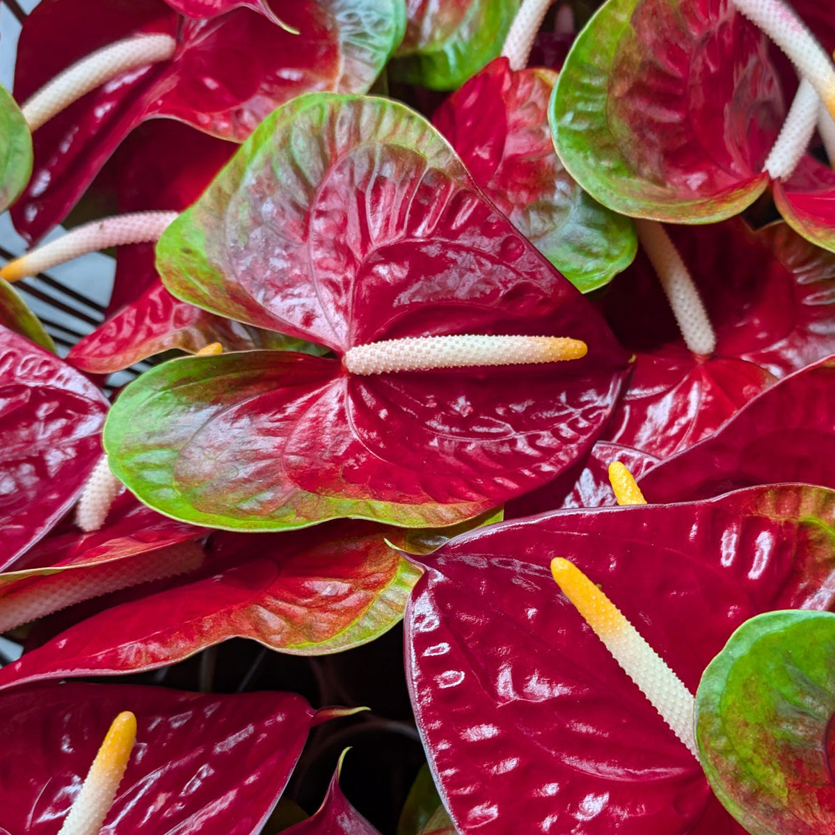 anthurium red green Anthuriums Kalapana OBake/ Wholesale Anthuriums – 48LongStems.com