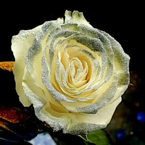 White Roses with Orange Glitter - Bulk  Wholesale Glitter Roses – Flowers  For Fundraising