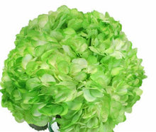 Load image into Gallery viewer, Airbrushed Standard Hydrangeas - Wholesale - 48LongStems.com
