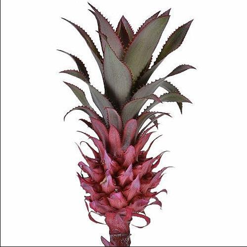 buy miniature pineapple plant Anana Torch Mini Pineapple