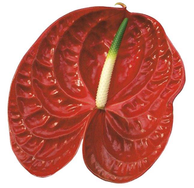 anthurium feuilles collantes Anthurium Calisto Tropical Flower – 48LongStems.com