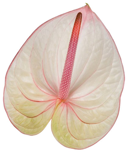 Anthurium Fantasia Tropical Flower - 48LongStems.com