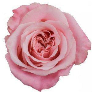 Art Deco Pink Roses Wholesale