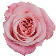 Load image into Gallery viewer, Art Deco Pink Roses Wholesale - 48LongStems.com
