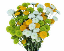 Load image into Gallery viewer, Assorted Button Mums - 48LongStems.com
