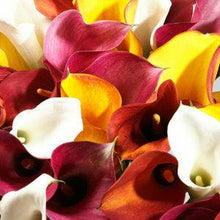 Load image into Gallery viewer, Assorted Mini Calla Lilies - Wholesale - 48LongStems.com

