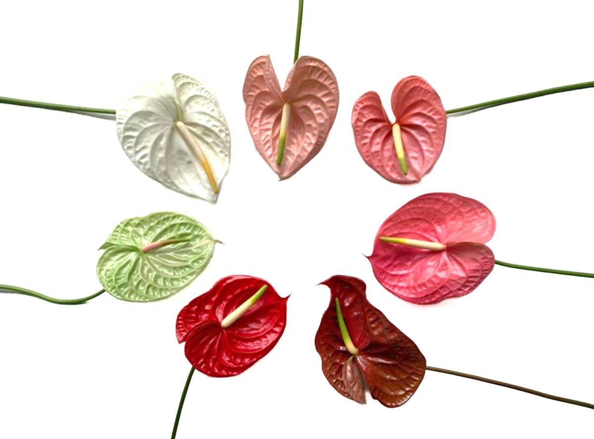 anthurium and aster Assorted Mix Colors Anthurium
