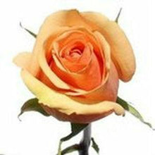 Load image into Gallery viewer, Azafran Peach Roses Wholesale - 48LongStems.com
