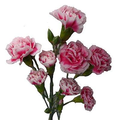 Bicolor White-Pink Mini Carnations | Bulk Bicolor Mini Carnations 
