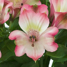 Load image into Gallery viewer, Bicolor White-Pink Alstroemeria - 48LongStems.com
