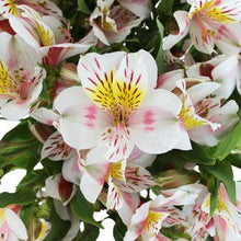 Load image into Gallery viewer, Bicolor White-Pink Alstroemeria - 48LongStems.com
