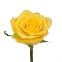 Load image into Gallery viewer, Bikini Yellow Roses Wholesale - 48LongStems.com
