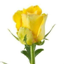 Load image into Gallery viewer, Bikini Yellow Roses Wholesale - 48LongStems.com
