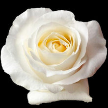 Load image into Gallery viewer, Blizzard White Roses Wholesale - 48LongStems.com
