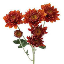 Load image into Gallery viewer, Bronze Cushion Mums (Seasonally Available) - 48LongStems.com

