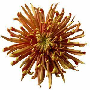 spider mums plants Dark Bronze Anastasia Spider Mums (Seasonal)