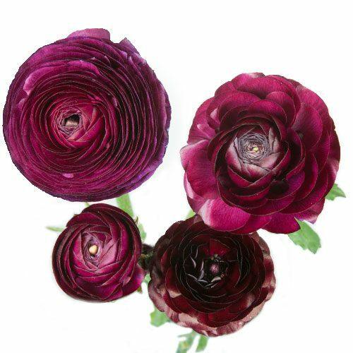 Burgundy Violet Ranunculus - 48LongStems.com