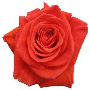 Cayenne Orange Roses Wholesale - 48LongStems.com