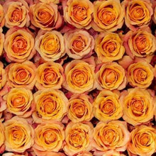 Load image into Gallery viewer, Cherry Brandy Orange Roses Wholesale - 48LongStems.com
