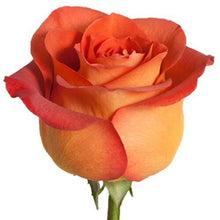 Load image into Gallery viewer, Coffee Break Terracota Roses Wholesale - 48LongStems.com
