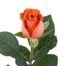 Load image into Gallery viewer, Confidential Orange Roses Wholesale - 48LongStems.com
