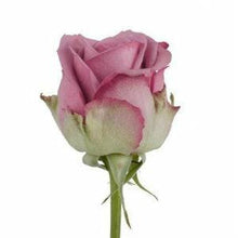Load image into Gallery viewer, Cool Water Lavender Roses Wholesale - 48LongStems.com
