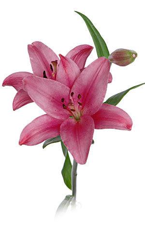 asiatic lily stem Dark Pink Asiatic Lilies