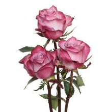Load image into Gallery viewer, Deep Purple Lavender Roses Wholesale - 48LongStems.com
