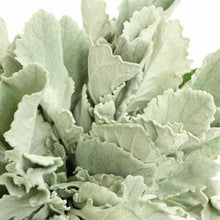Load image into Gallery viewer, Dusty Miller Flat Leaf - Wholesale - 48LongStems.com
