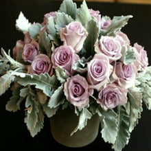 Load image into Gallery viewer, Dusty Miller Flat Leaf - Wholesale - 48LongStems.com
