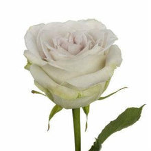 Load image into Gallery viewer, Early Grey Lavender Roses Wholesale - 48LongStems.com
