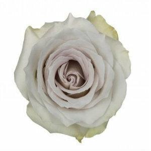 Early Grey Lavender Roses Wholesale - 48LongStems.com