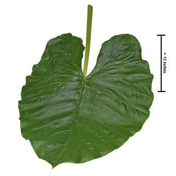 green and white elephant ear plant Elephant Ear (Alocasia) Leaves 95 cm