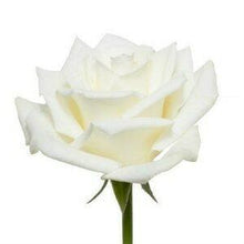Load image into Gallery viewer, Escimo White Roses Wholesale - 48LongStems.com
