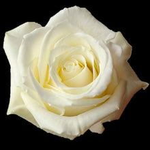 Load image into Gallery viewer, Escimo White Roses Wholesale - 48LongStems.com
