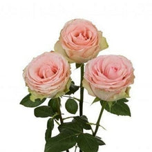 Load image into Gallery viewer, Esperance Bi-Color Pink Roses Wholesale - 48LongStems.com
