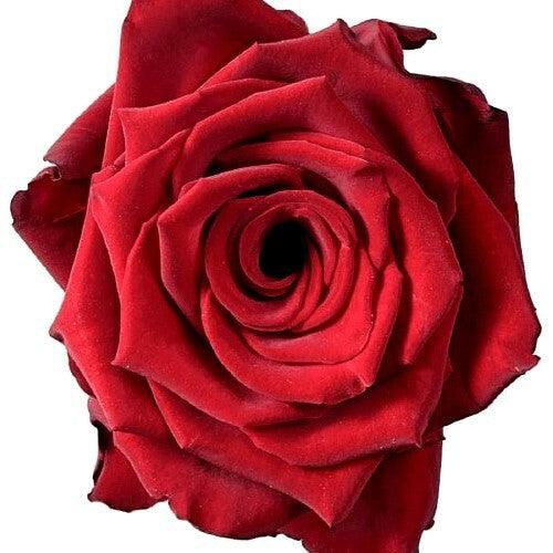 Explorer Red Roses Wholesale - 48LongStems.com