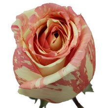 Load image into Gallery viewer, Fiesta Bi-Color Pink Roses Wholesale - 48LongStems.com
