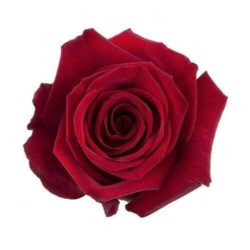 Finally Red Roses Wholesale - 48LongStems.com