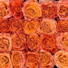 Load image into Gallery viewer, Free Spirit Orange Roses Wholesale - 48LongStems.com
