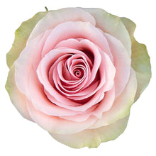 Load image into Gallery viewer, Frutteto Pink Roses Wholesale - 48LongStems.com
