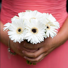 Load image into Gallery viewer, Gerber Daisy Bouquet - 48LongStems.com
