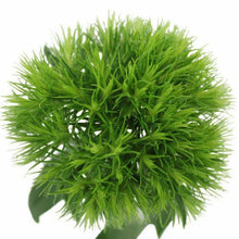 Load image into Gallery viewer, Green Ball Dianthus - Wholesale - 48LongStems.com
