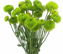Load image into Gallery viewer, Green Button Mums - 48LongStems.com
