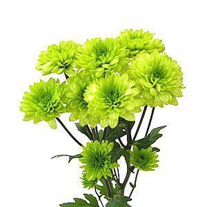 Green Cushion Mums